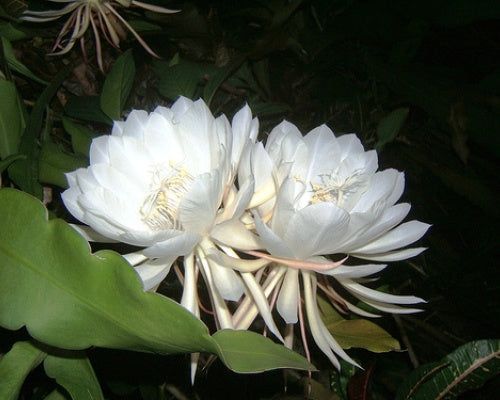 kadupul-flower.jpg