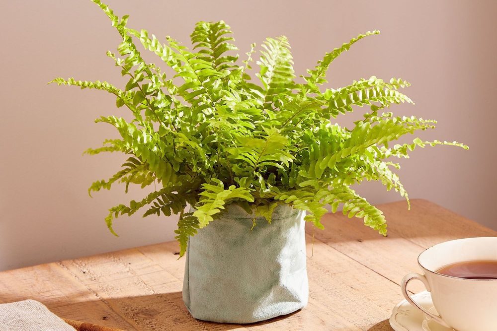 A medium sized fern with lots of fronds in a soft, fabric-style pot on a country kitchen table between a folded natural linen napkin and cup of tea on a saucer.