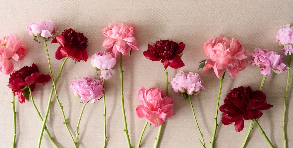 large_Peony-hero.jpg