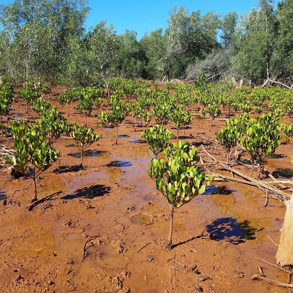 PlantingTreesImage.jpg