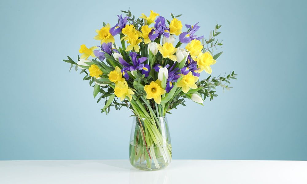 A bouquet of sunny yellow daffodils, deep violet irises and white tulips with some sage green parvi eucalyptus.
