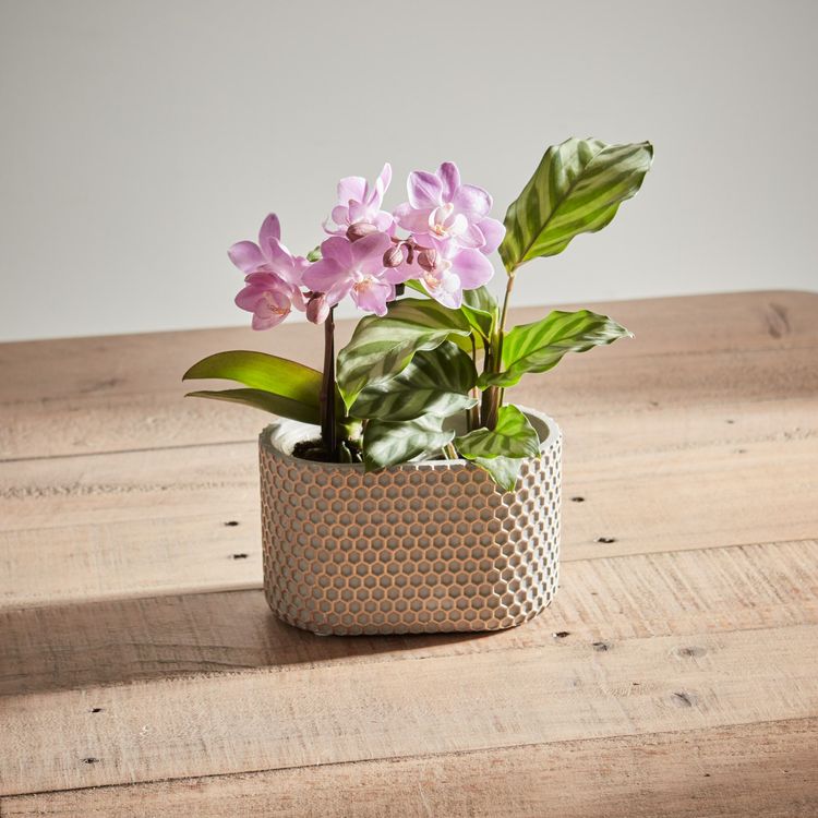 Arena Flowers The UK's most ethical florist