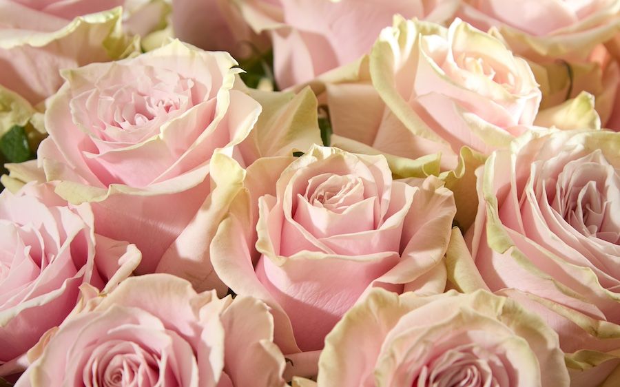 nav_AF-Pink Roses-6 (1).jpg